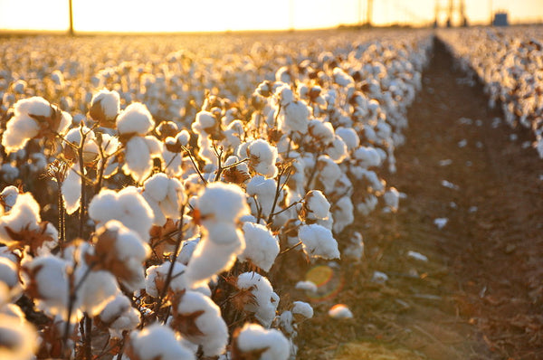 POLYESTER VS. COTTON: EXPLORING THE SUSTAINABILITY DEBATE WITH KALOPSIA, A CONSCIOUS MANUFACTURER